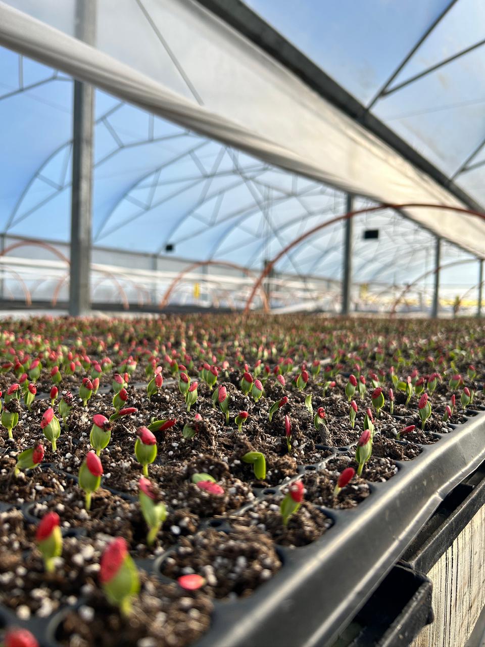 Capacitación técnica Coopeumo